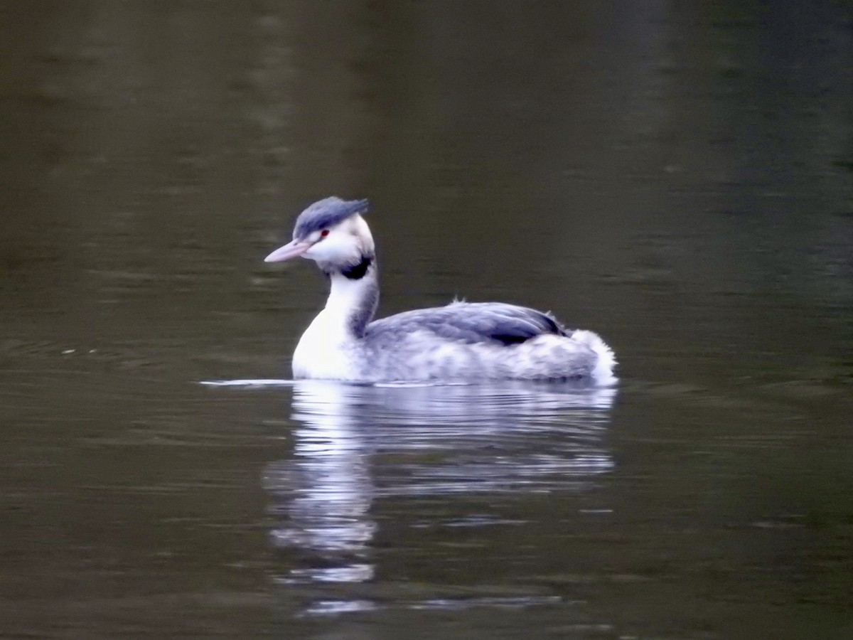 Great Crested Grebe - ML646694523