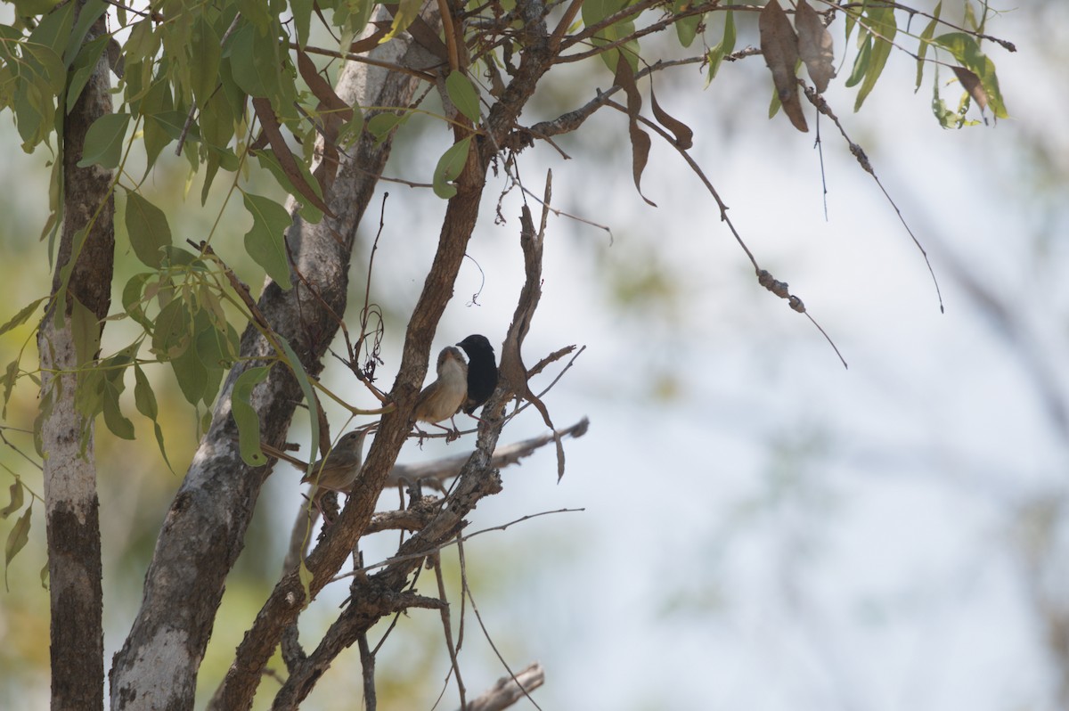 Red-backed Fairywren - ML646694524