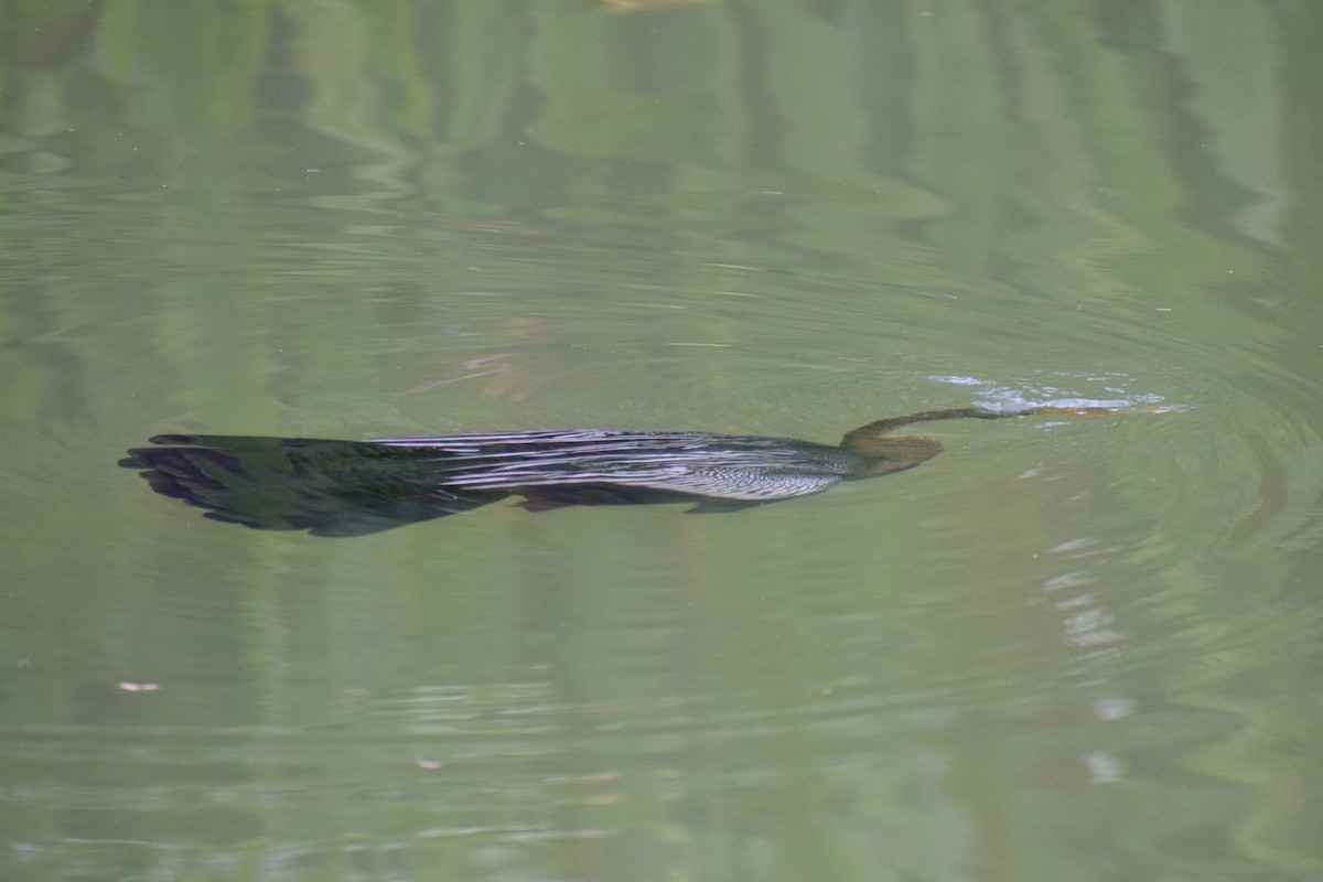 Oriental Darter - ML646694526