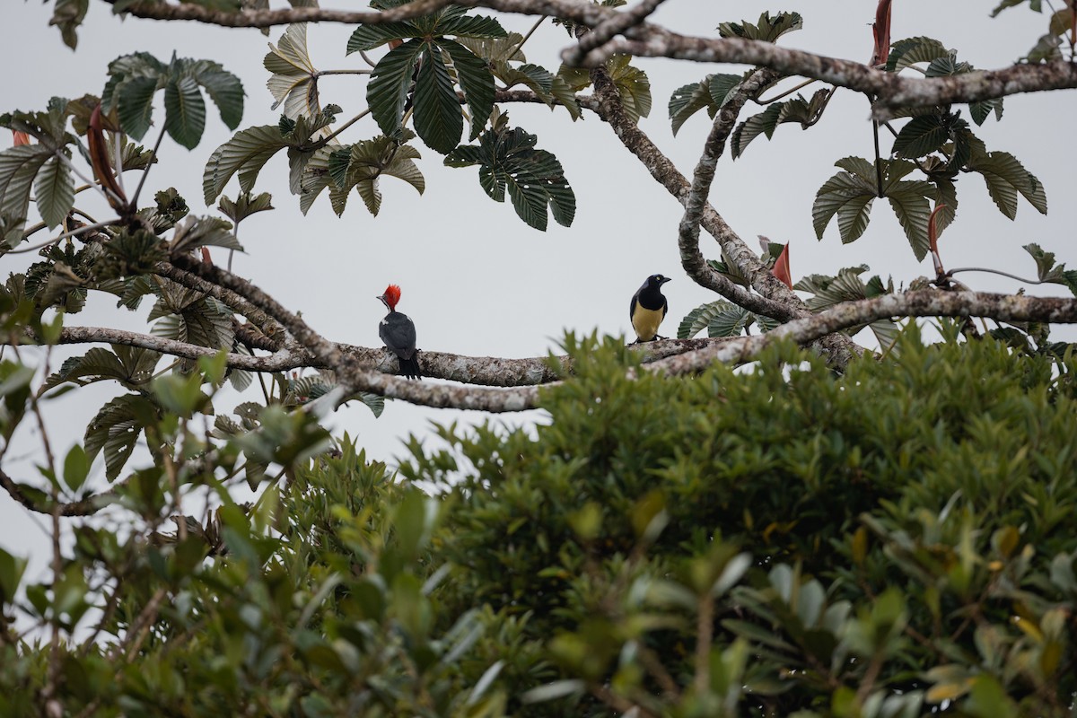 Lineated Woodpecker - ML646694527