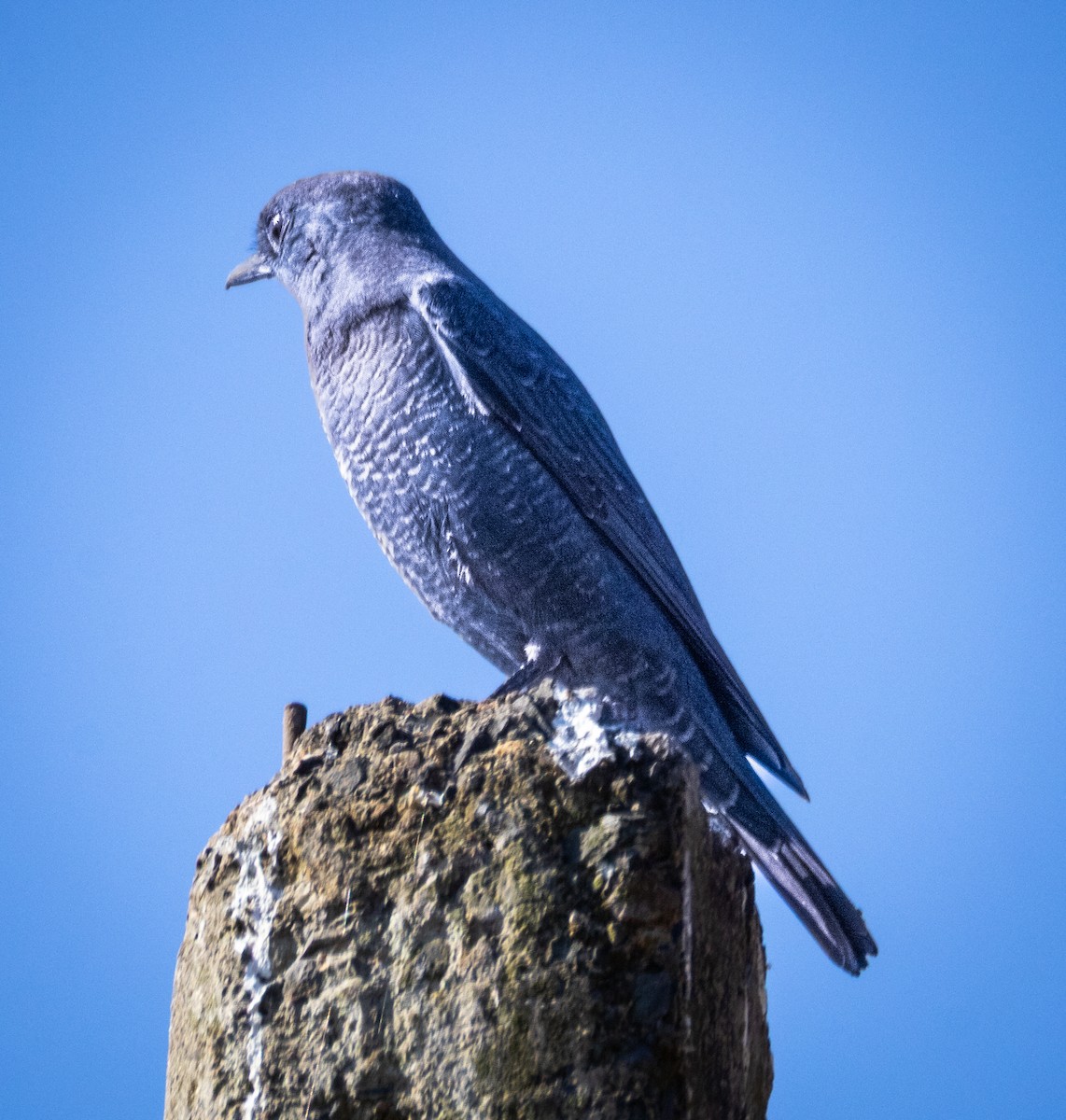 Blue Rock-Thrush - ML646694528