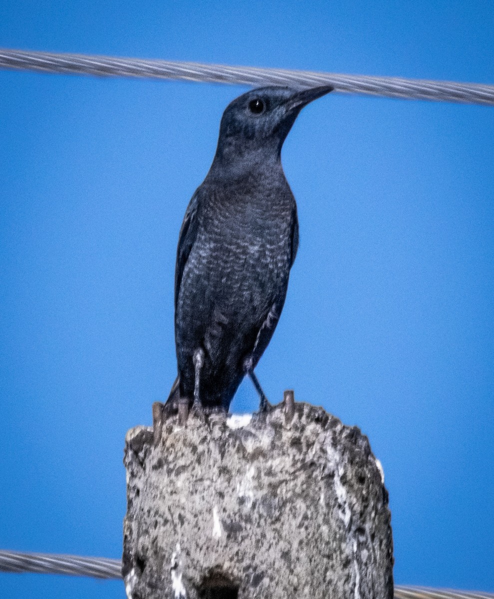Blue Rock-Thrush - ML646694529