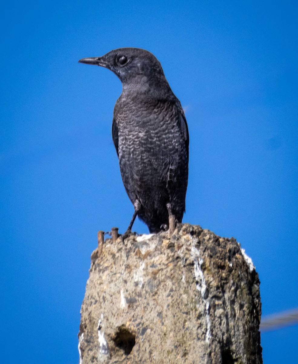 Blue Rock-Thrush - ML646694530
