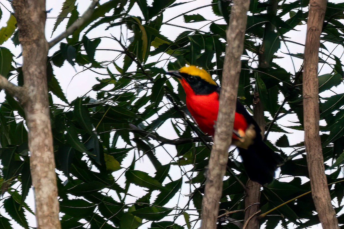 Yellow-crowned Gonolek - ML646694531