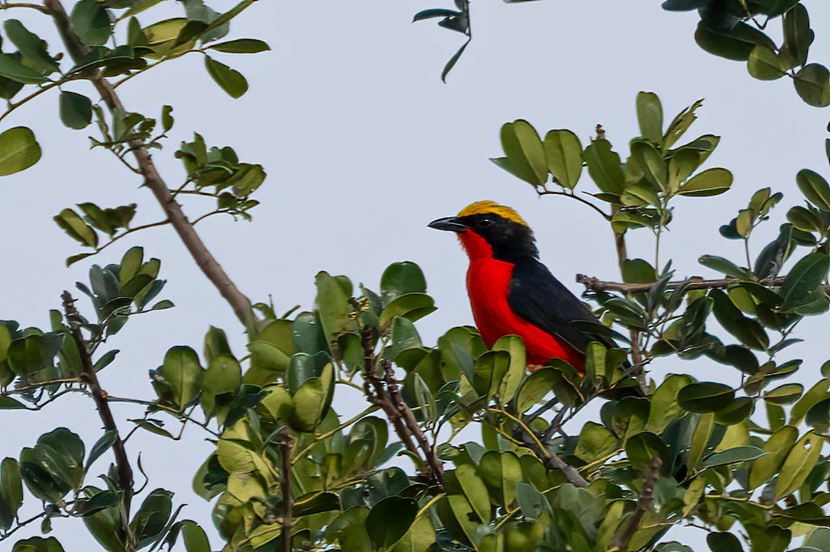 Yellow-crowned Gonolek - ML646694532