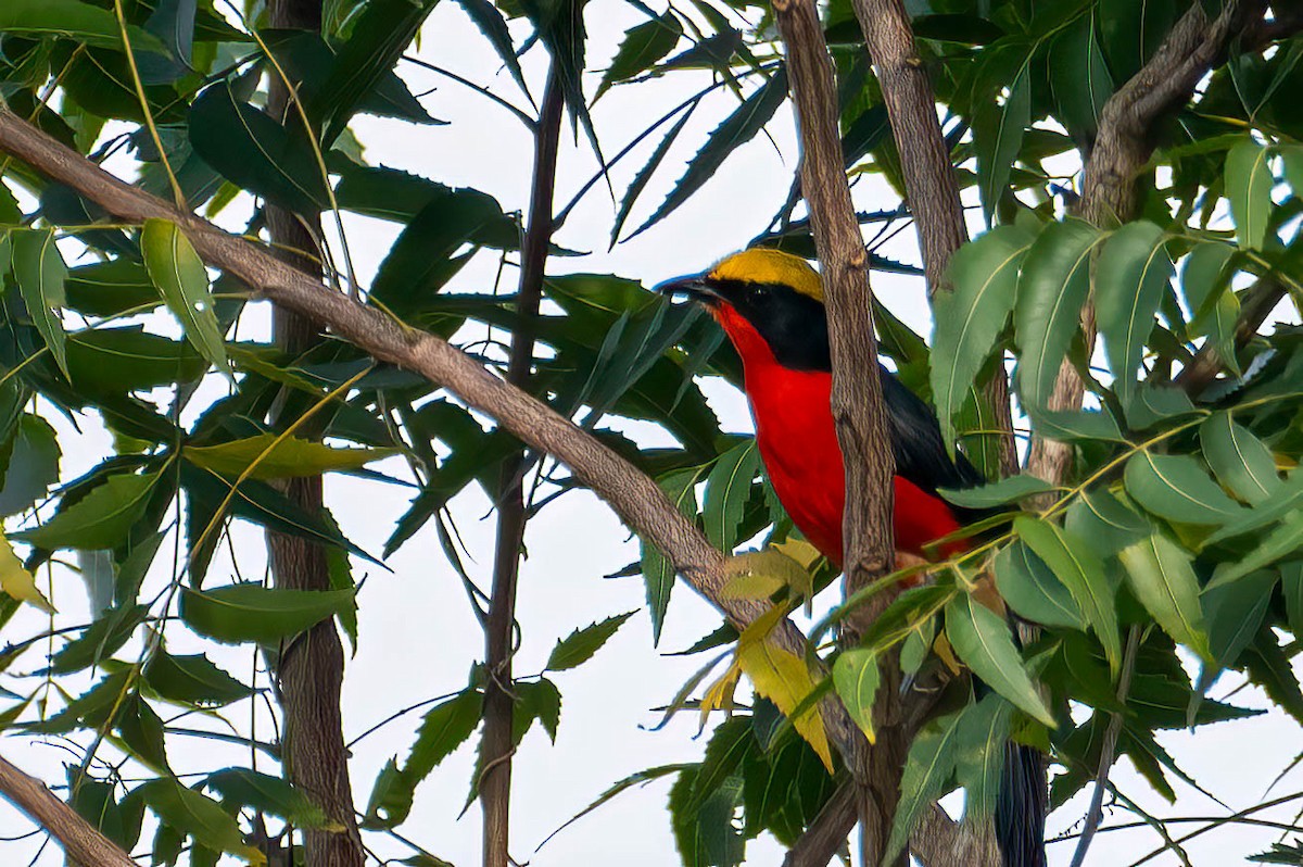 Yellow-crowned Gonolek - ML646694533