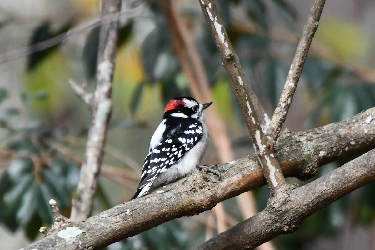 Downy Woodpecker - ML646694535