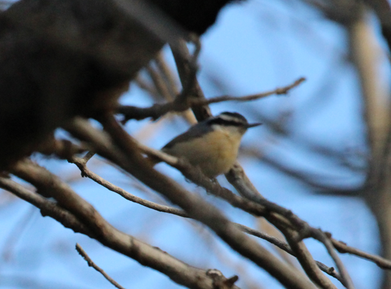 Red-breasted Nuthatch - ML646694536