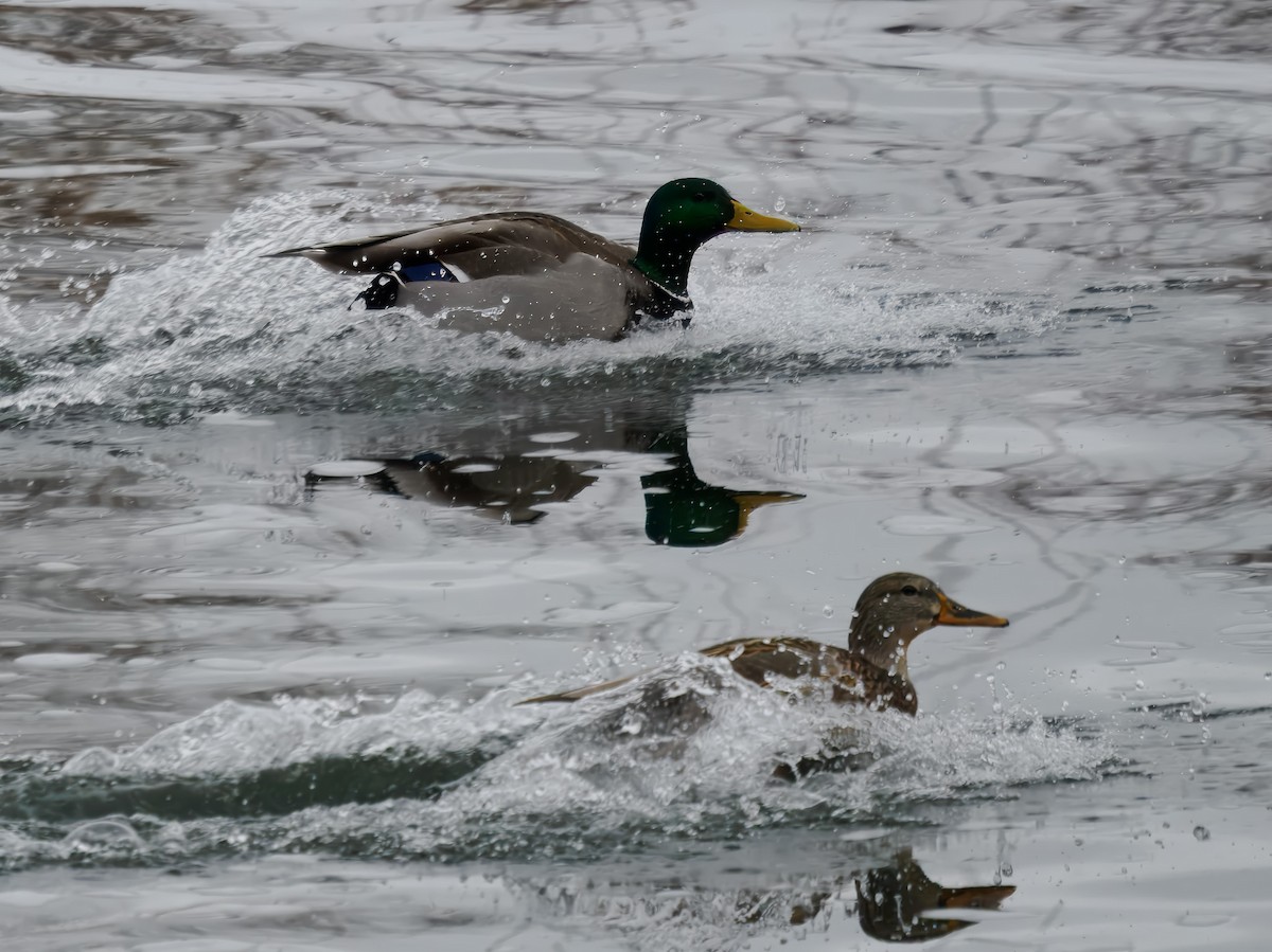 綠頭鴨 - ML646694540