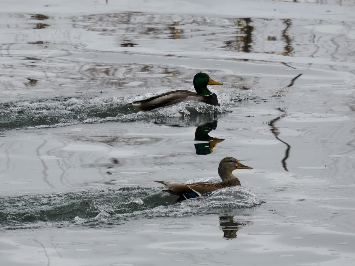 綠頭鴨 - ML646694541