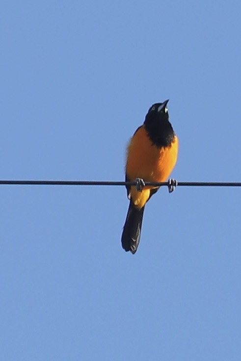 Трупіал венесуельський - ML646694542