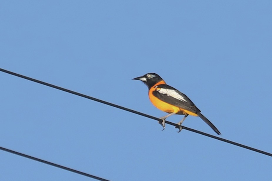 Трупіал венесуельський - ML646694543