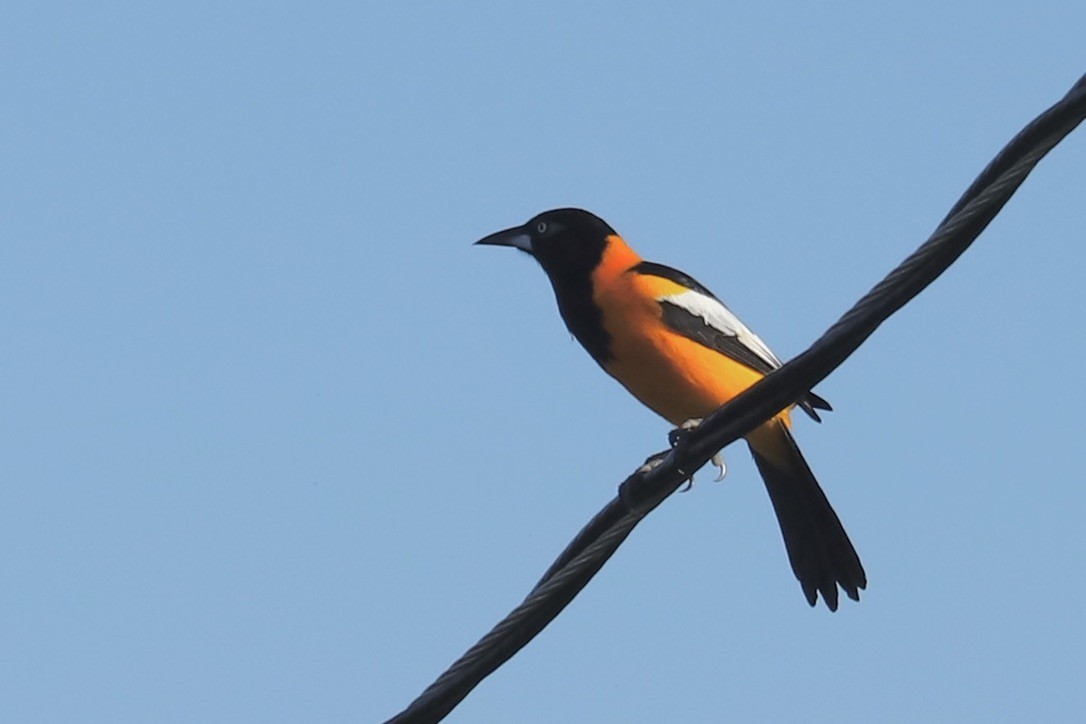 Трупіал венесуельський - ML646694544