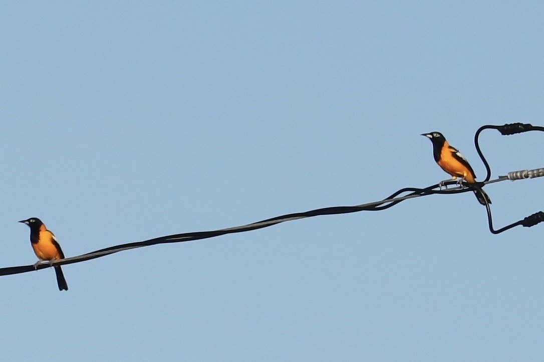 Трупіал венесуельський - ML646694545