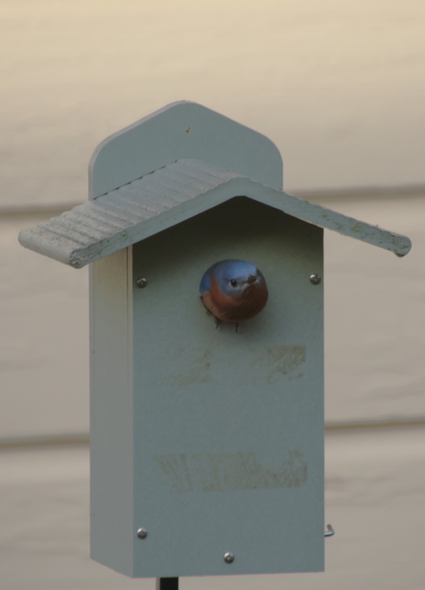 Eastern Bluebird - ML646694547