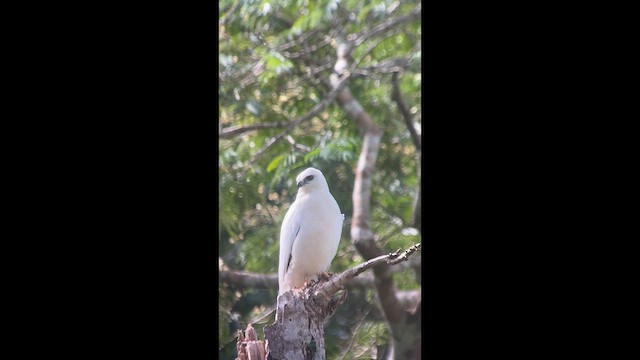 káně pralesní - ML646694551