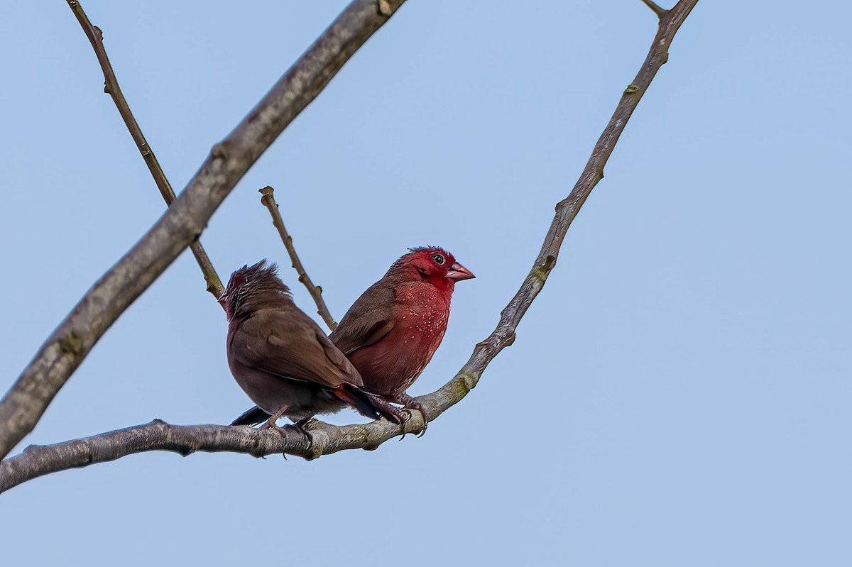 Крошечный амарант - ML646694554