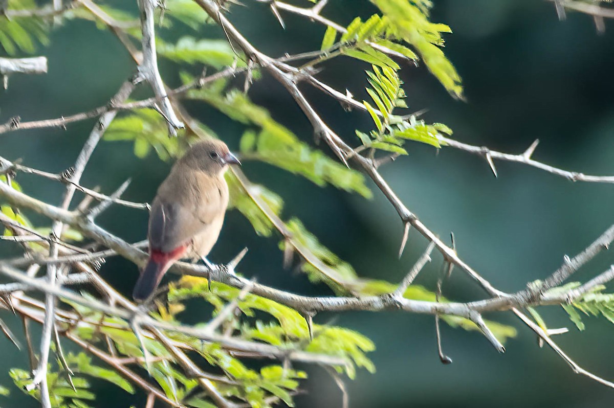 Крапчатый амарант - ML646694555