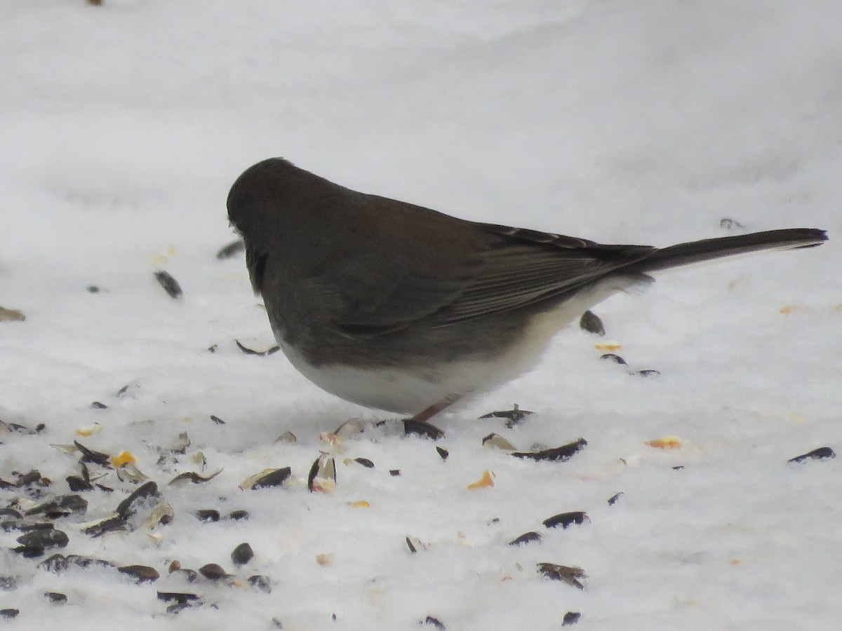 Dark-eyed Junco - ML646694556