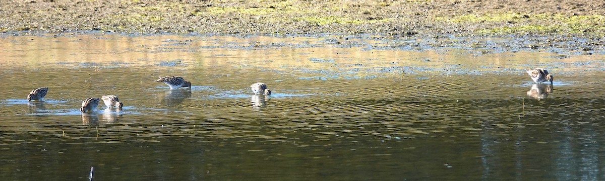 Wilson's Snipe - ML646694557