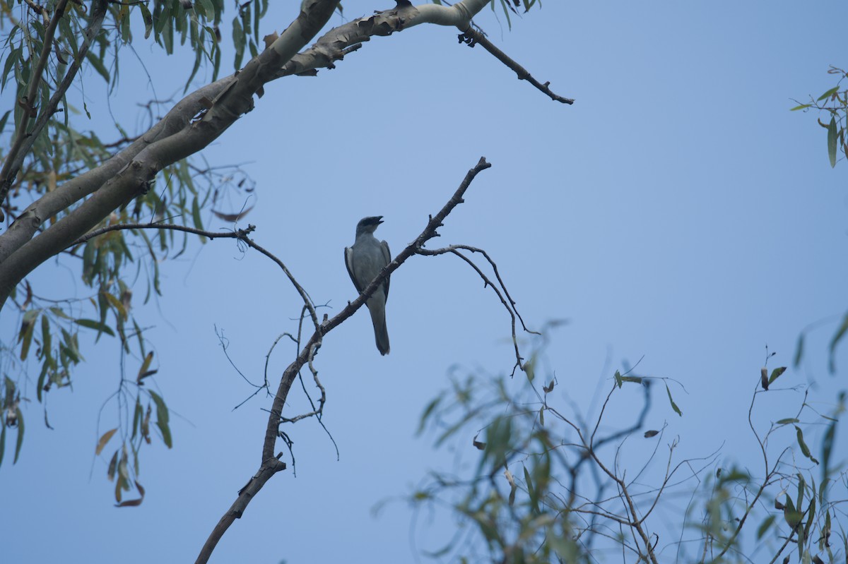 White-bellied Cuckooshrike - ML646694558