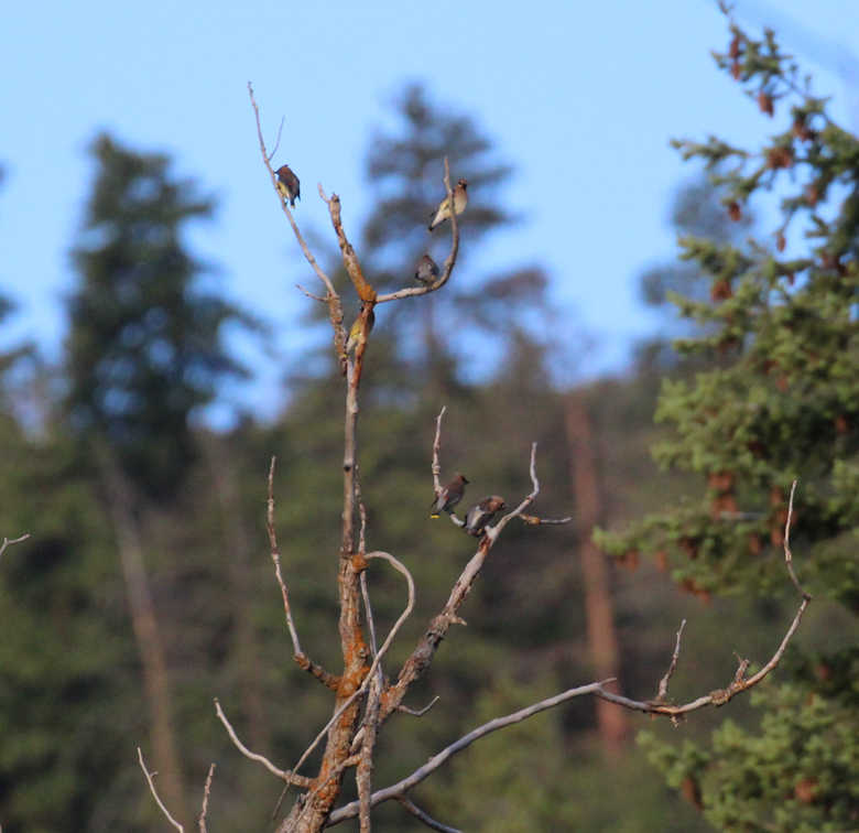 Cedar Waxwing - ML646694560