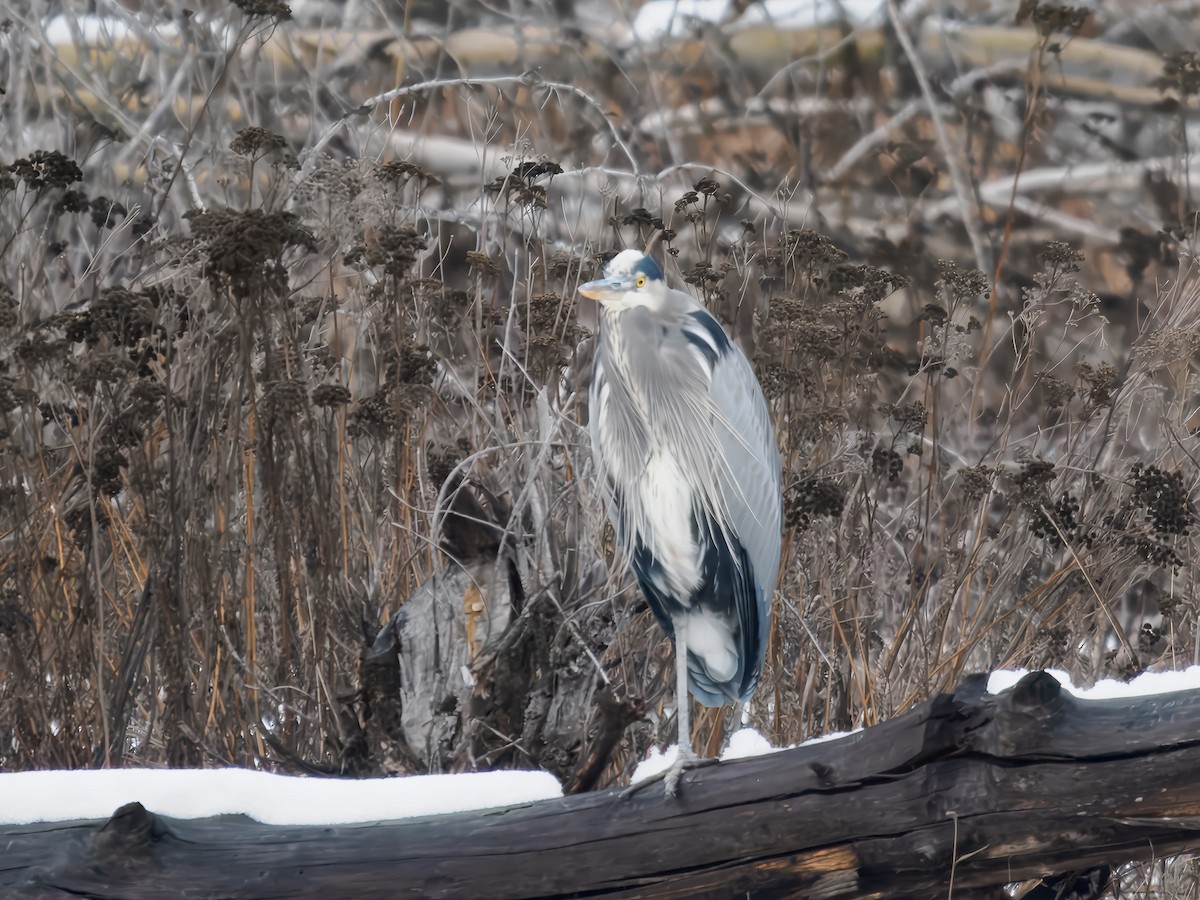 Great Blue Heron - ML646694561
