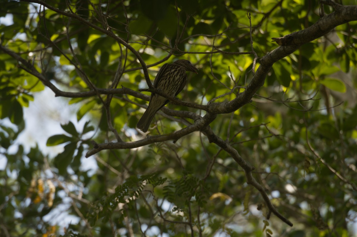Australasian Figbird - ML646694562