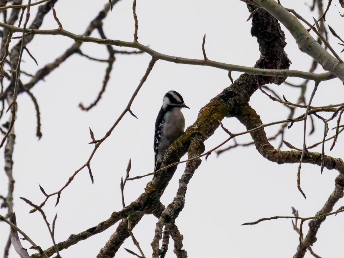 Downy Woodpecker - ML646694563