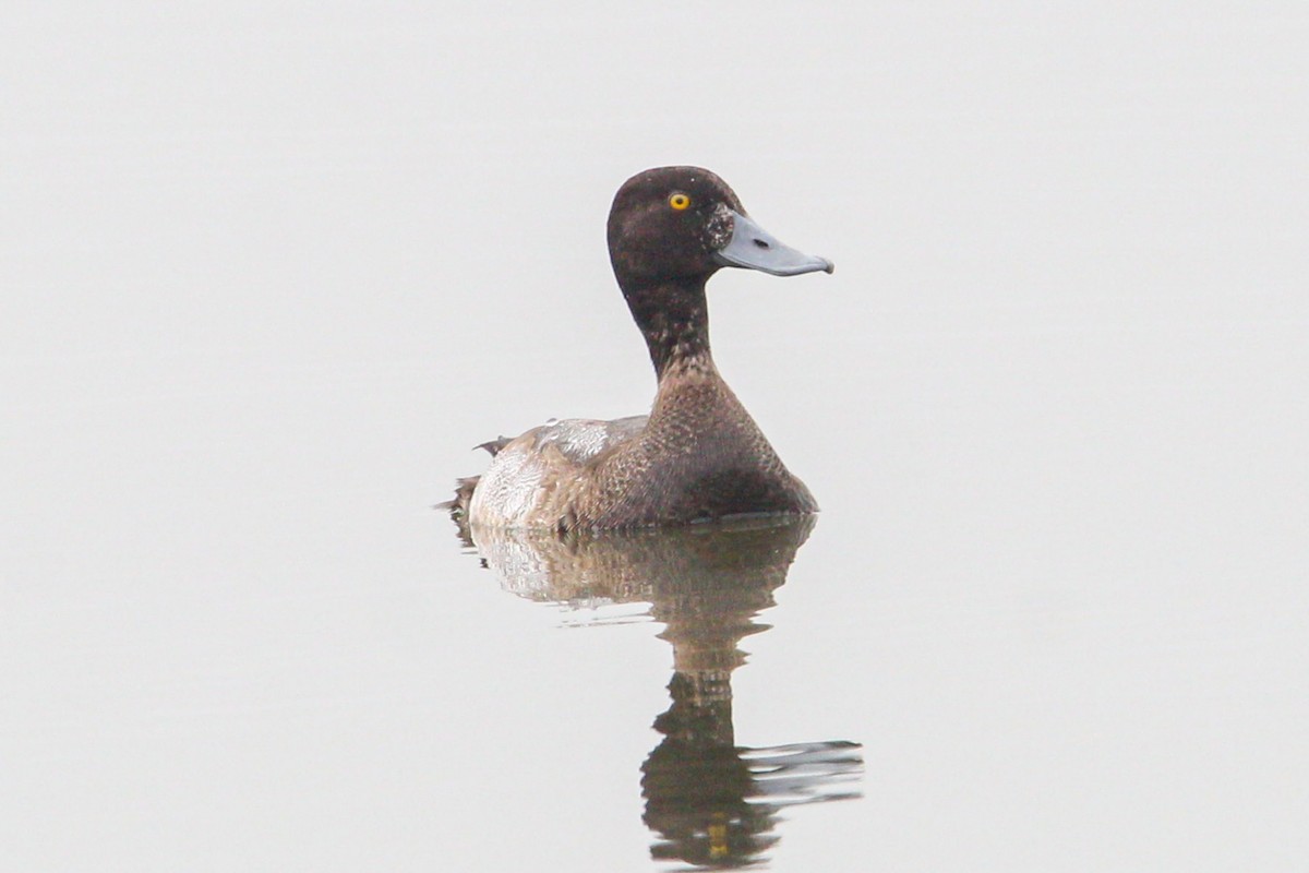 コスズガモ - ML646694564