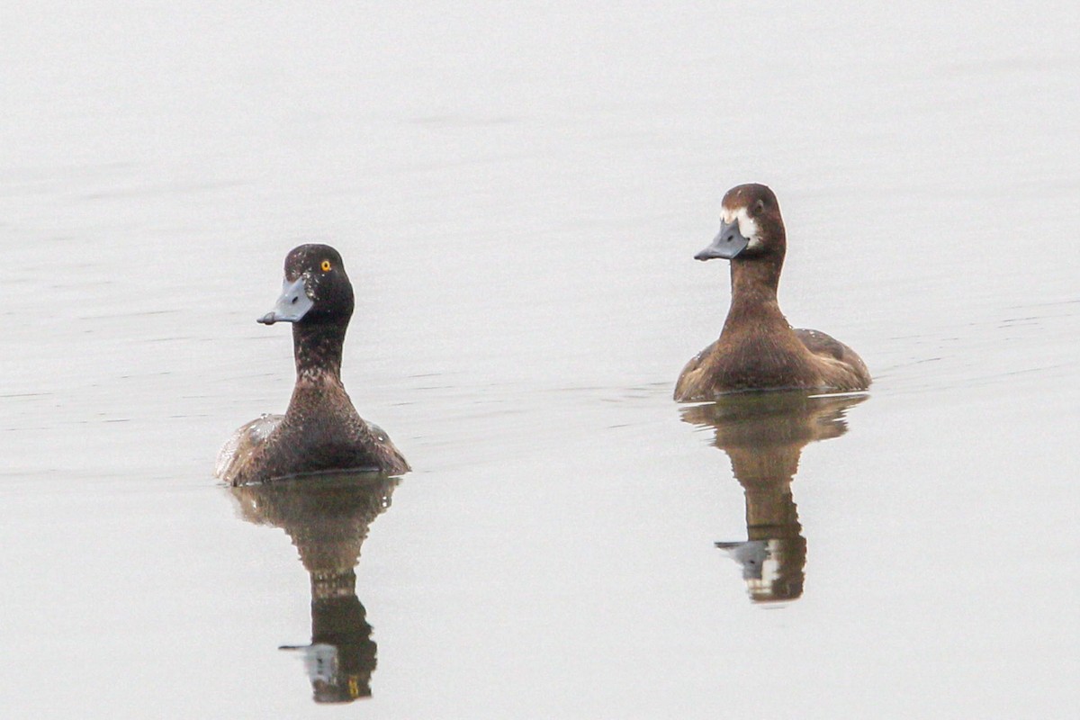 コスズガモ - ML646694565