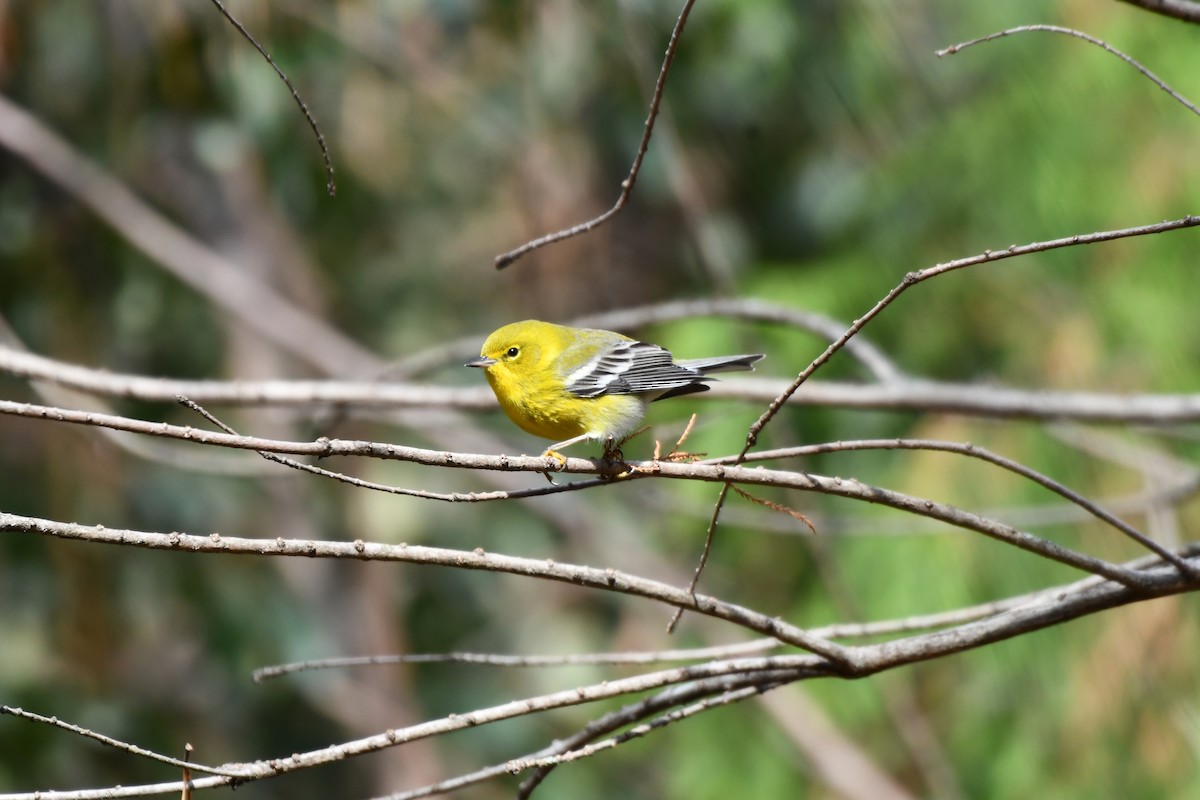 Сосновая древесница - ML646694566