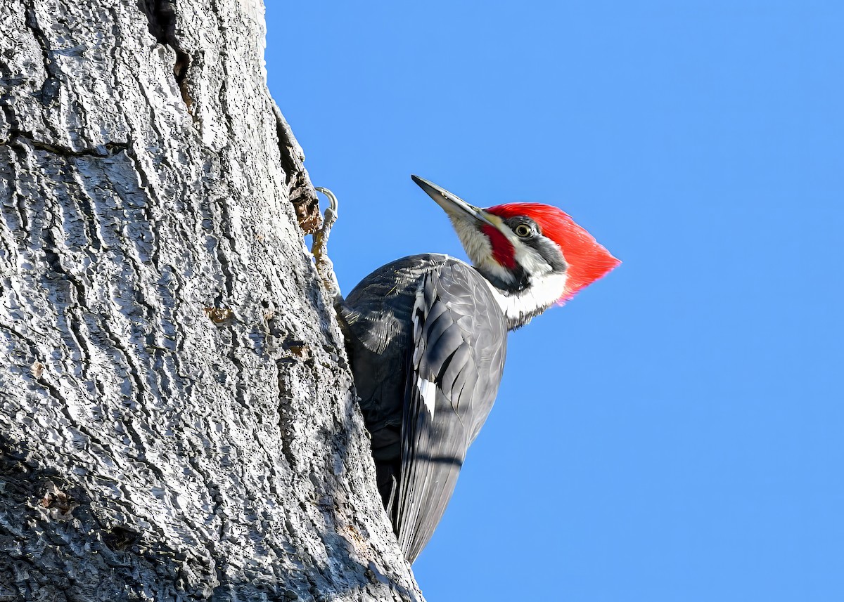 Picamaderos Norteamericano - ML646694569