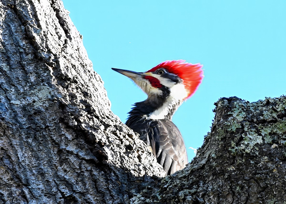 Picamaderos Norteamericano - ML646694570