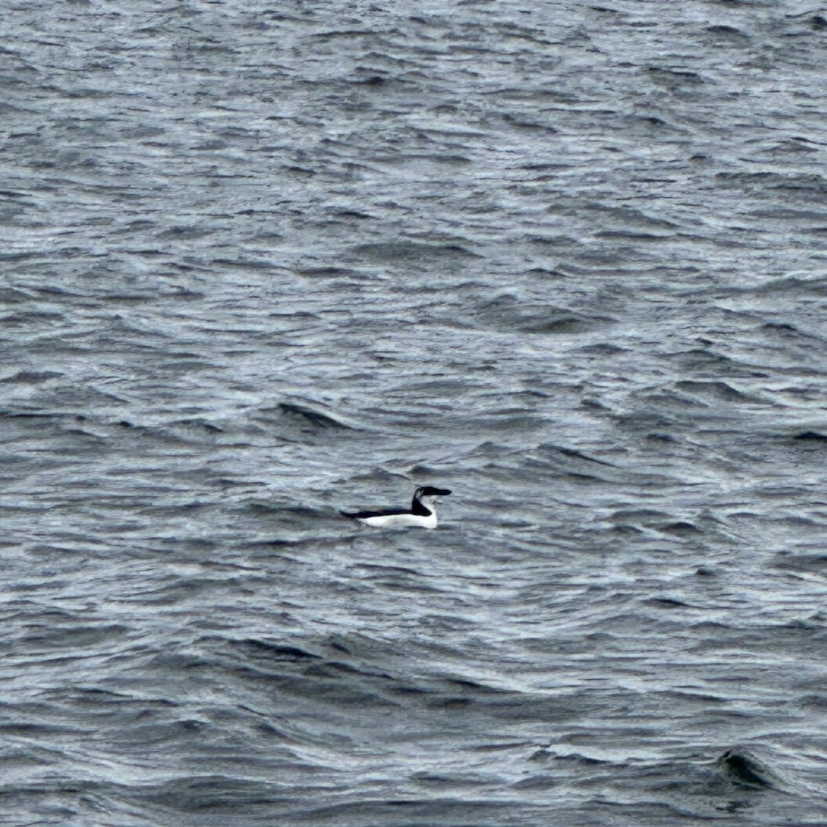 alka malá - ML646694580