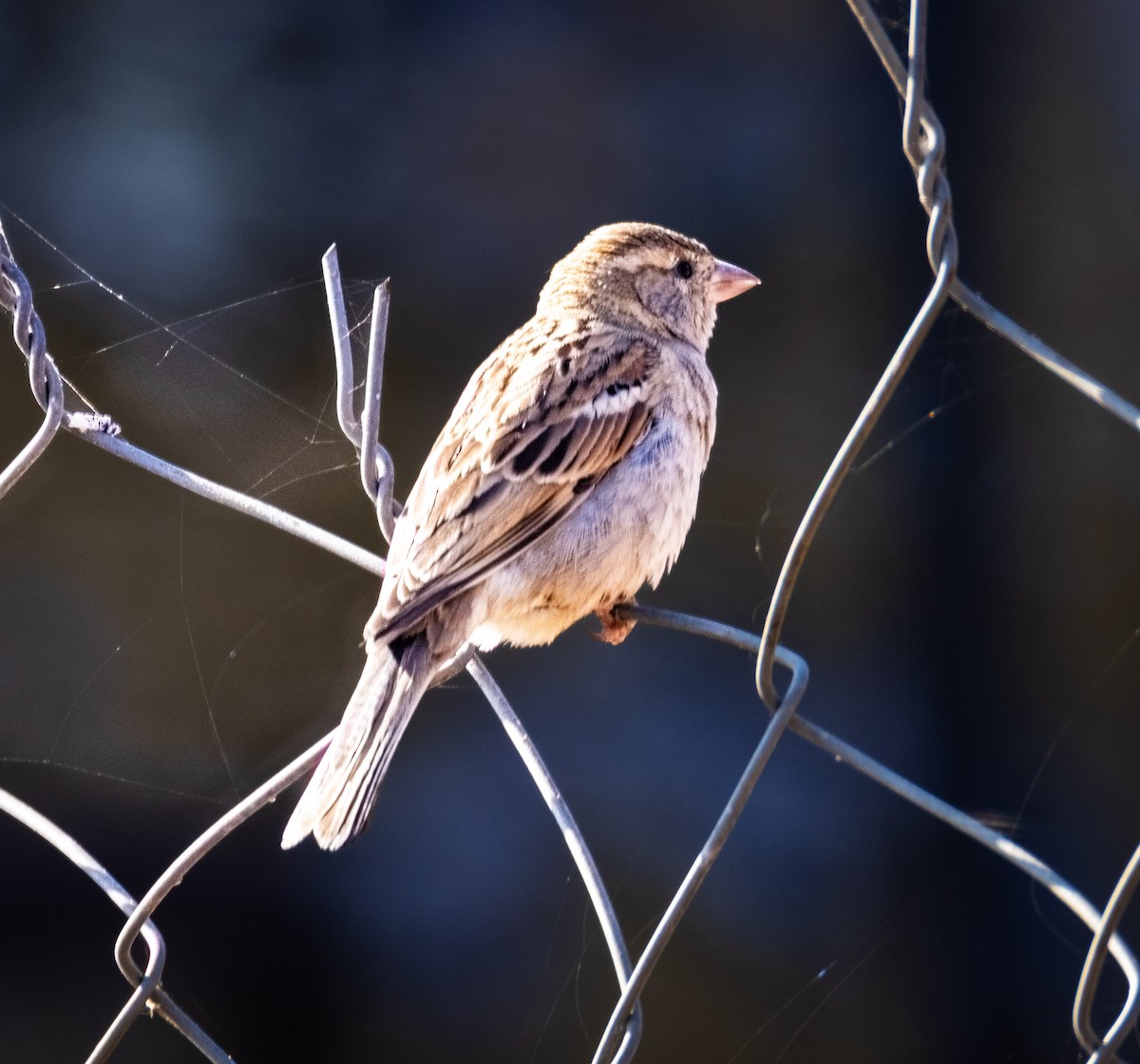 家麻雀 - ML646694582