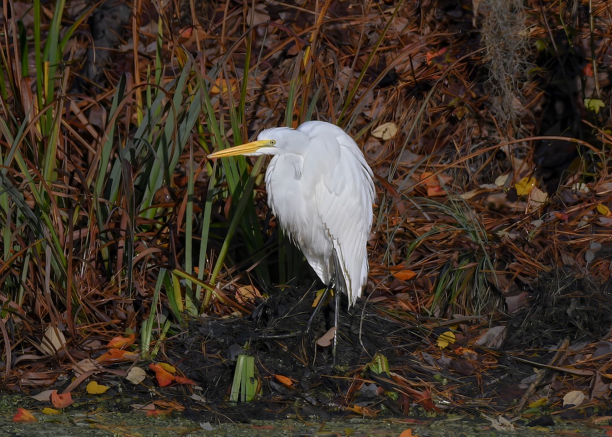 Garceta Grande - ML646694587