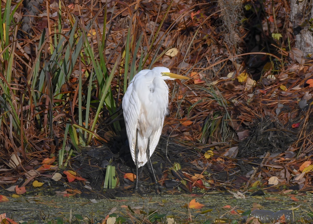 Garceta Grande - ML646694588