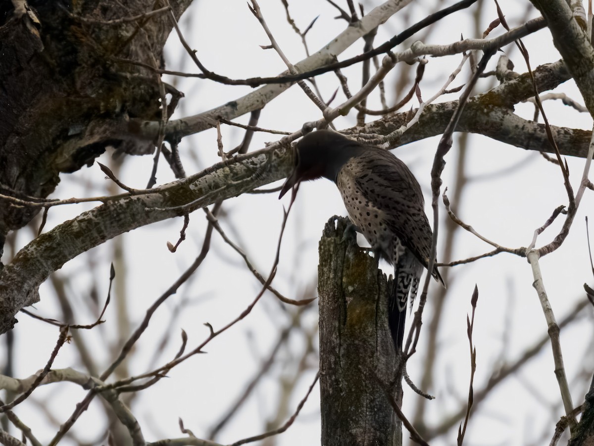 Northern Flicker - ML646694589