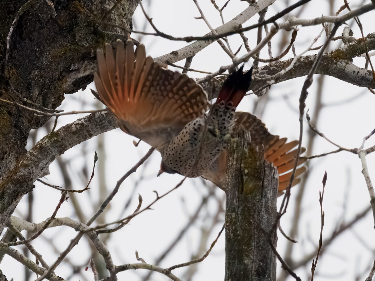 Northern Flicker - ML646694590
