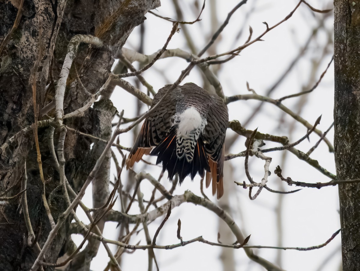 Northern Flicker - ML646694591
