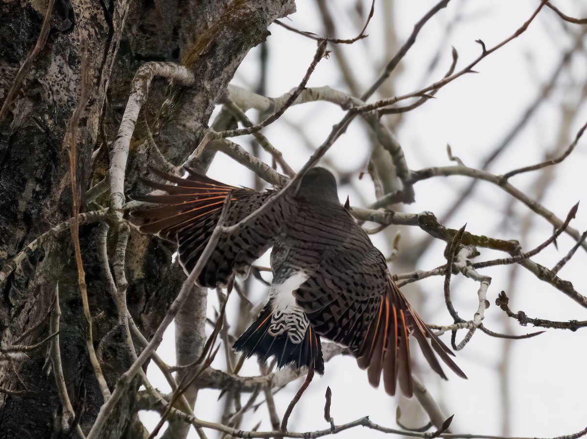 Northern Flicker - ML646694592