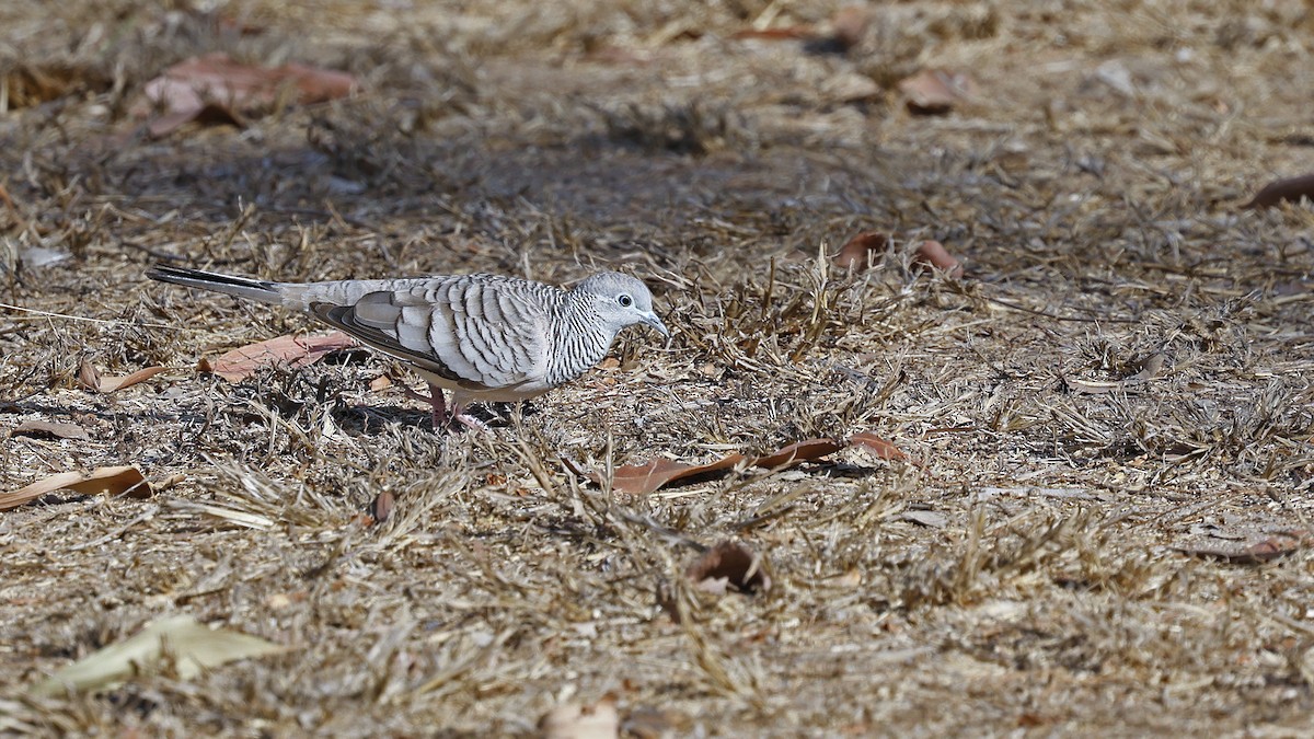 Peaceful Dove - ML646694593