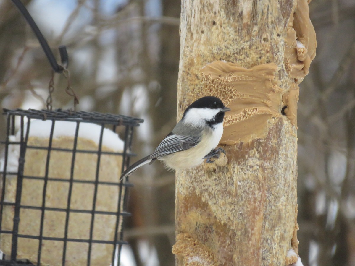Black-capped Chickadee - ML646694597