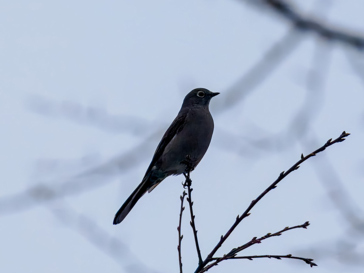 Townsend's Solitaire - ML646694598