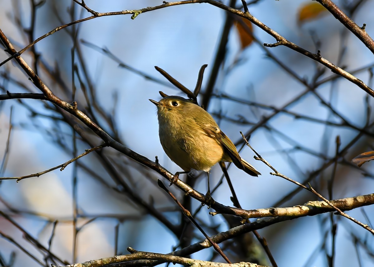 Reyezuelo Rubí - ML646694599