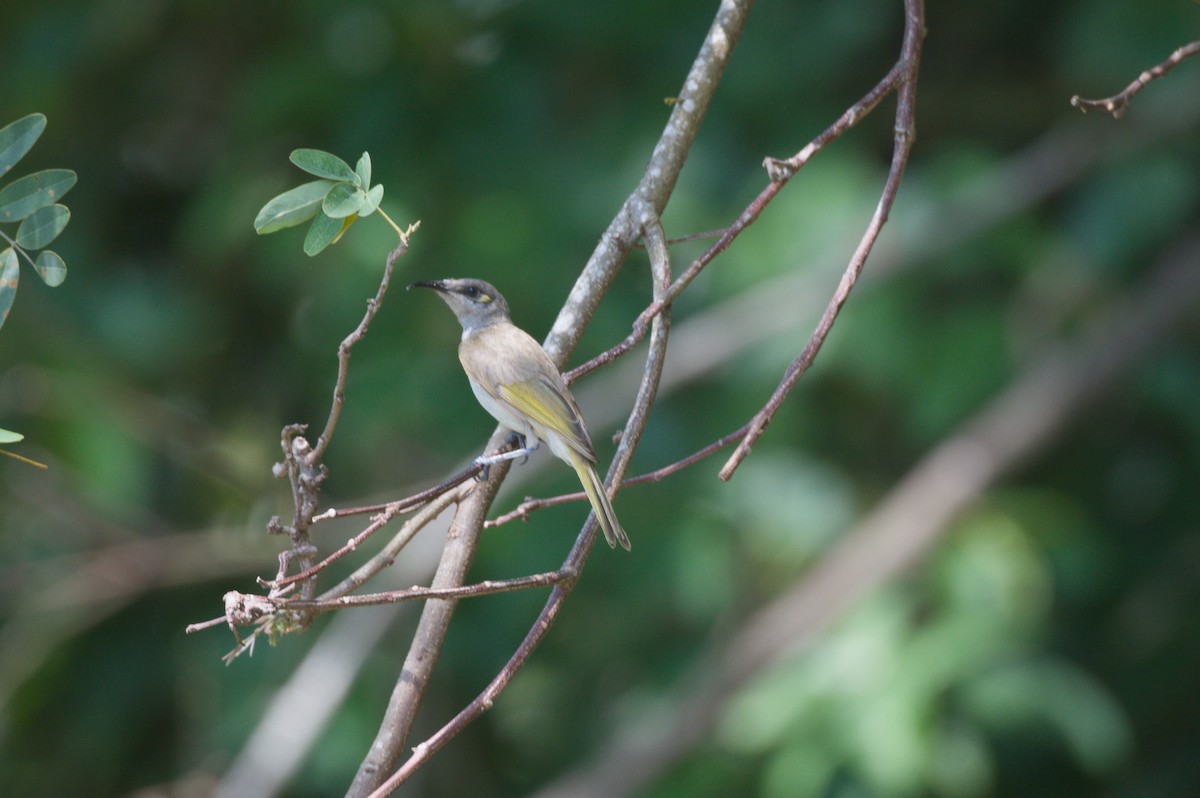 Brown Honeyeater - ML646694602