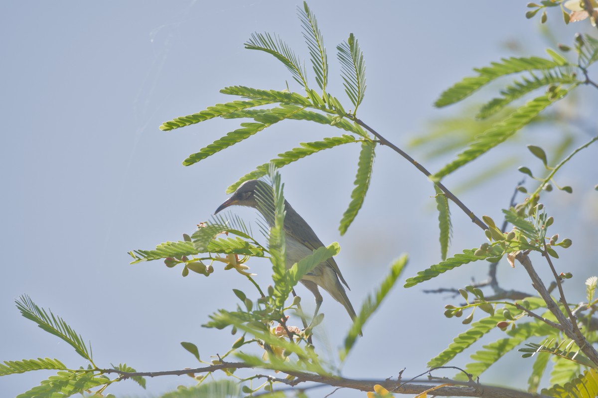 Brown Honeyeater - ML646694603