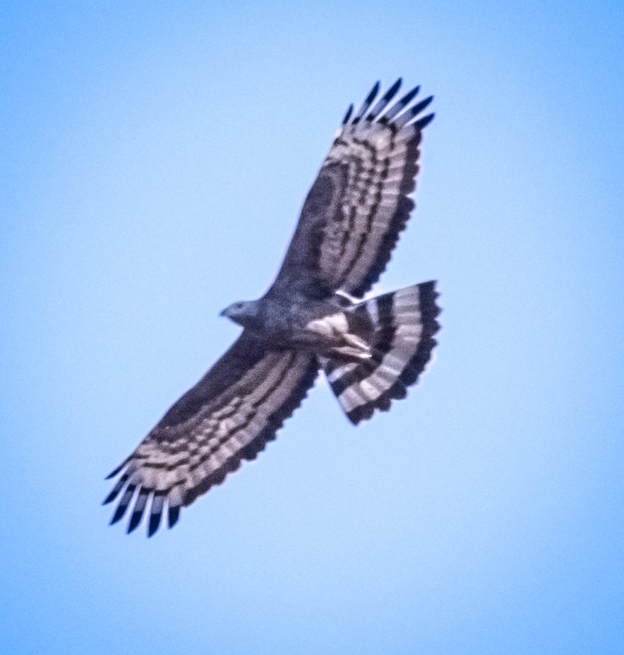 大冠鷲 - ML646694604