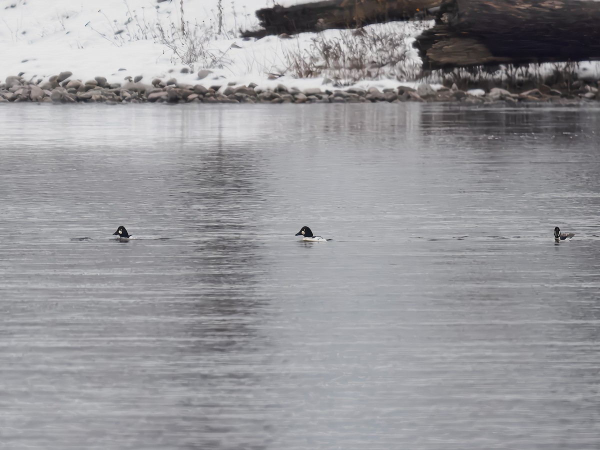 鵲鴨 - ML646694606